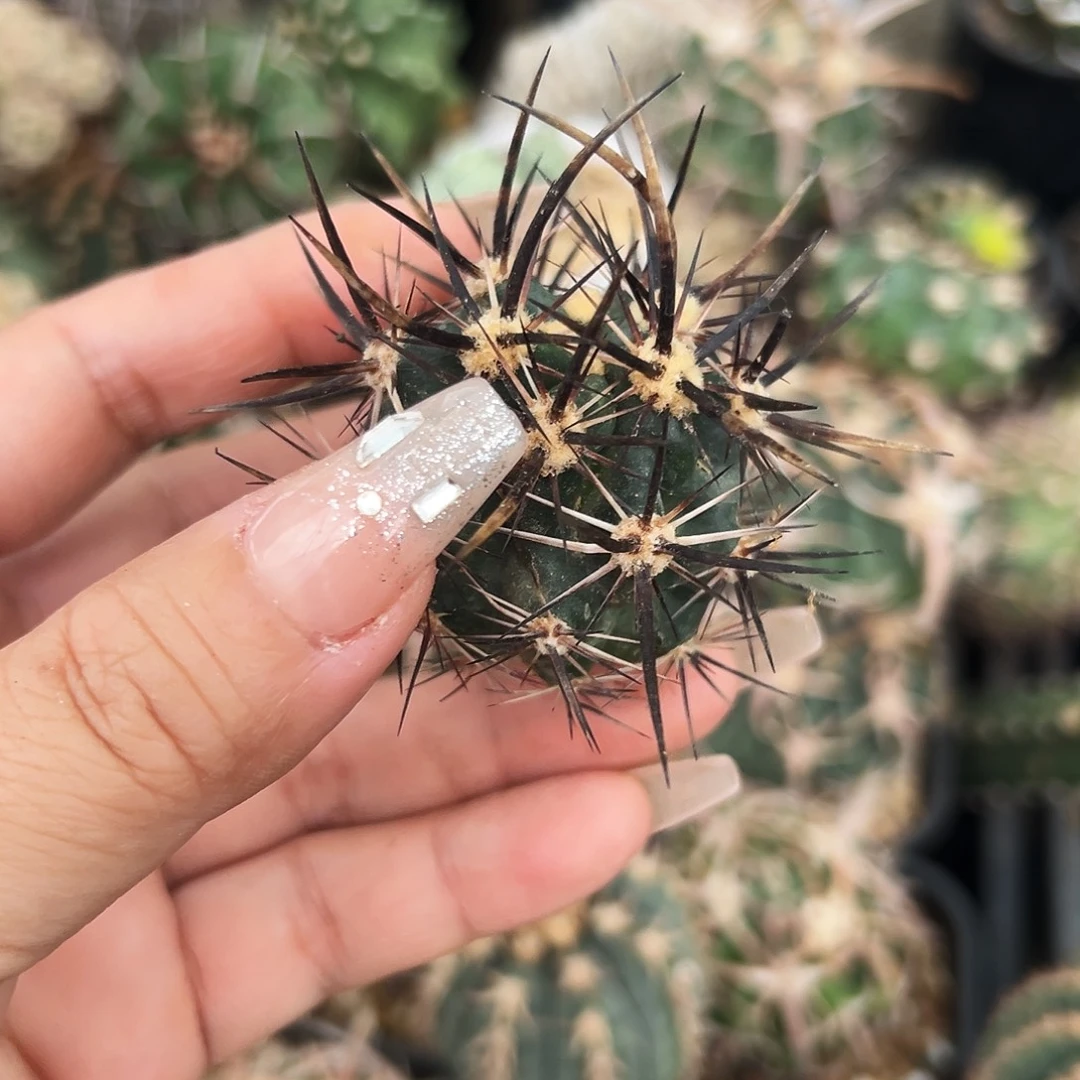 林氏幻虾仙人球6666666