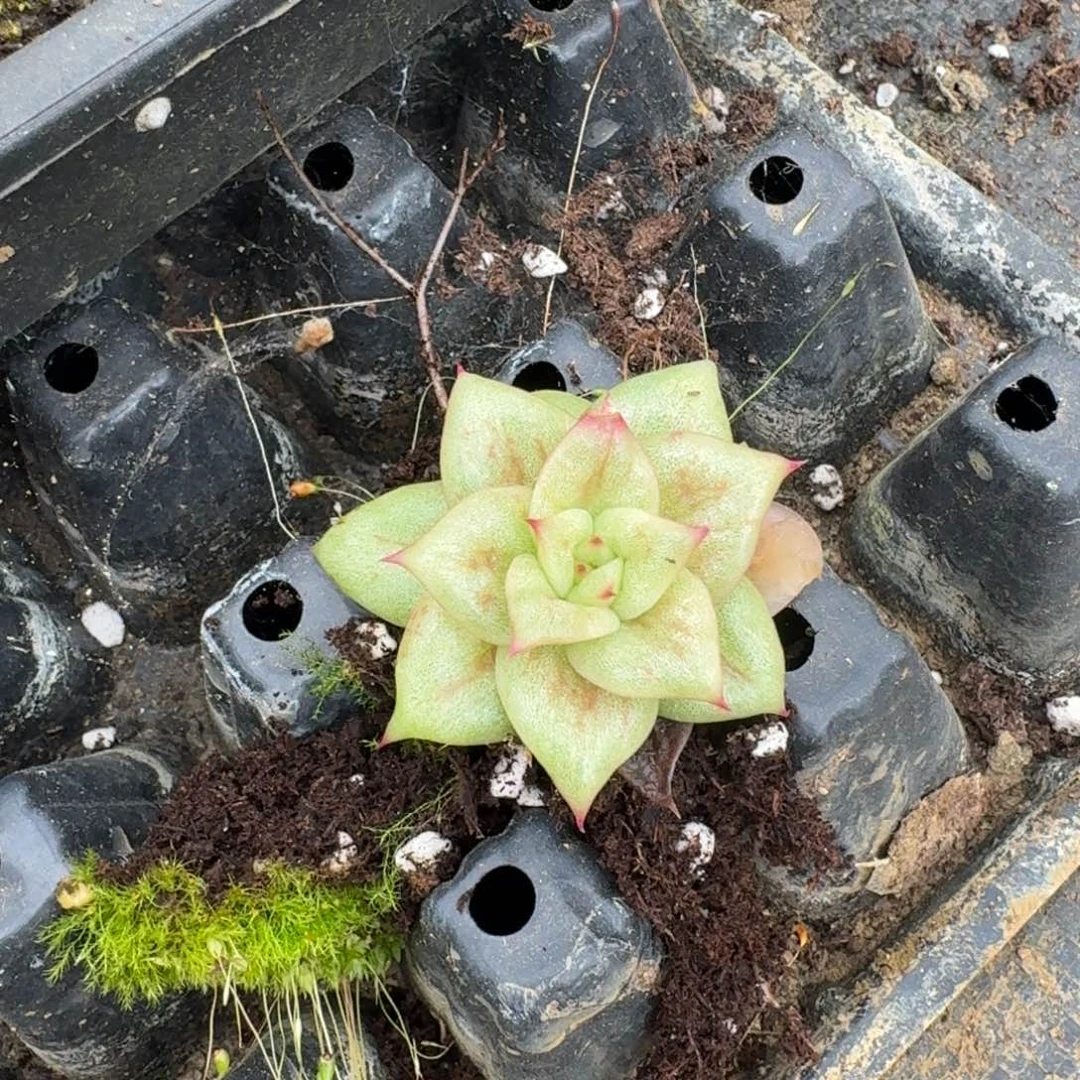 1-22叶插区东云凸起一颗量拍