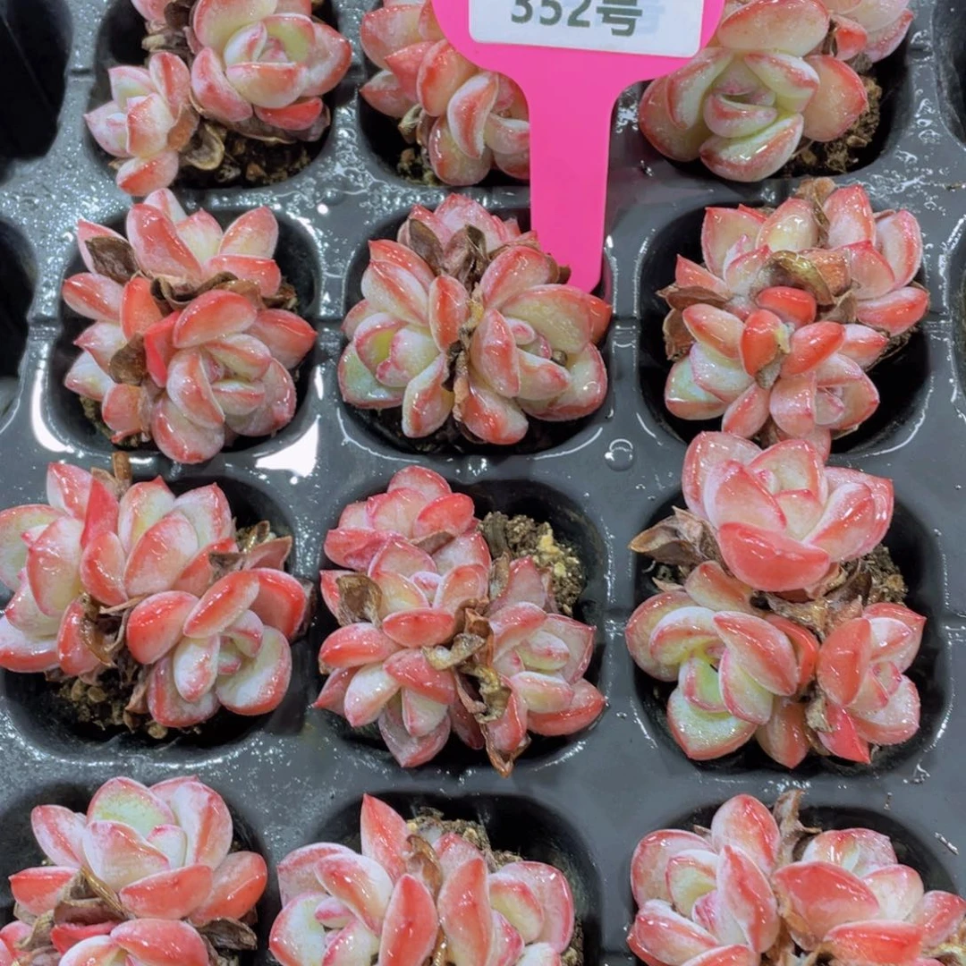 352号 老桩草莓泡芙多头群一颗