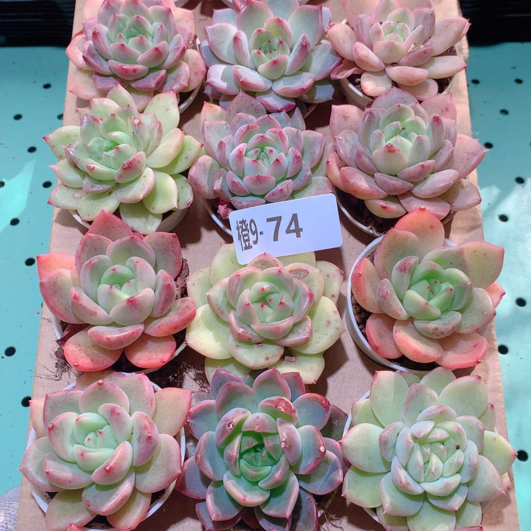 9-74一物一拍多肉带盆18颗