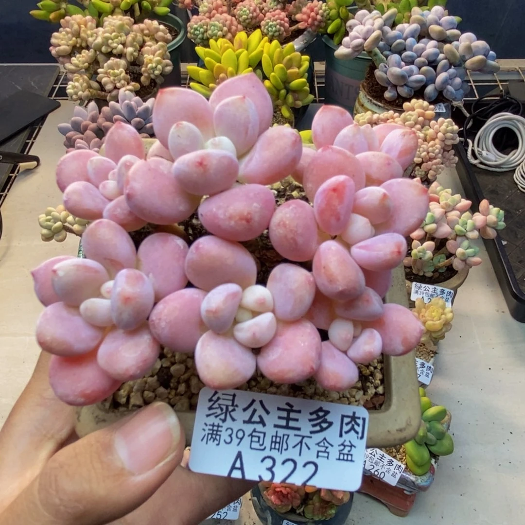 322樱花洛神多肉7v m
