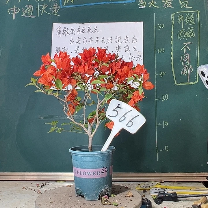 当前无花栽培后可以开花热火桑巴566