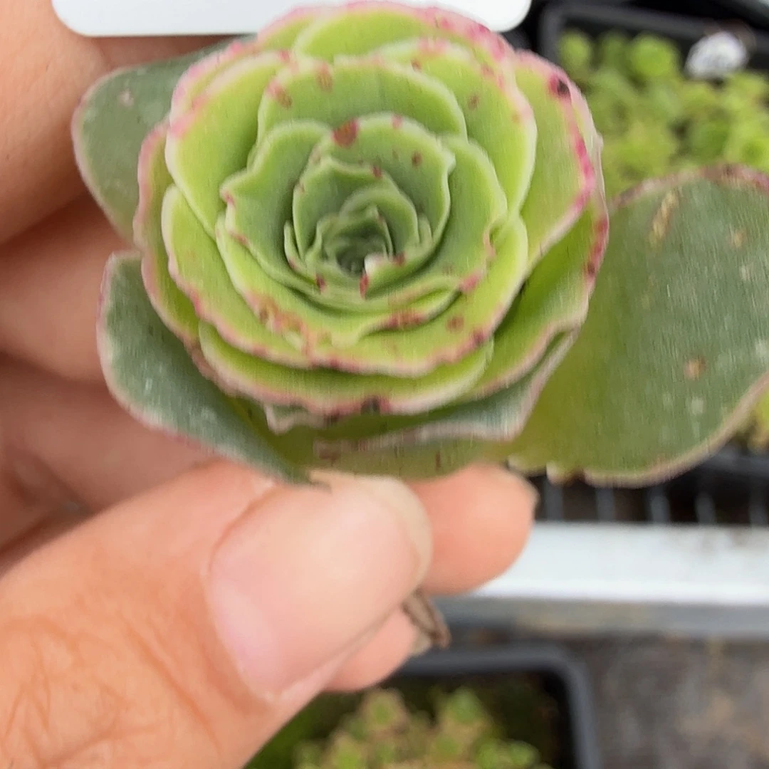 ****来山地玫瑰    13