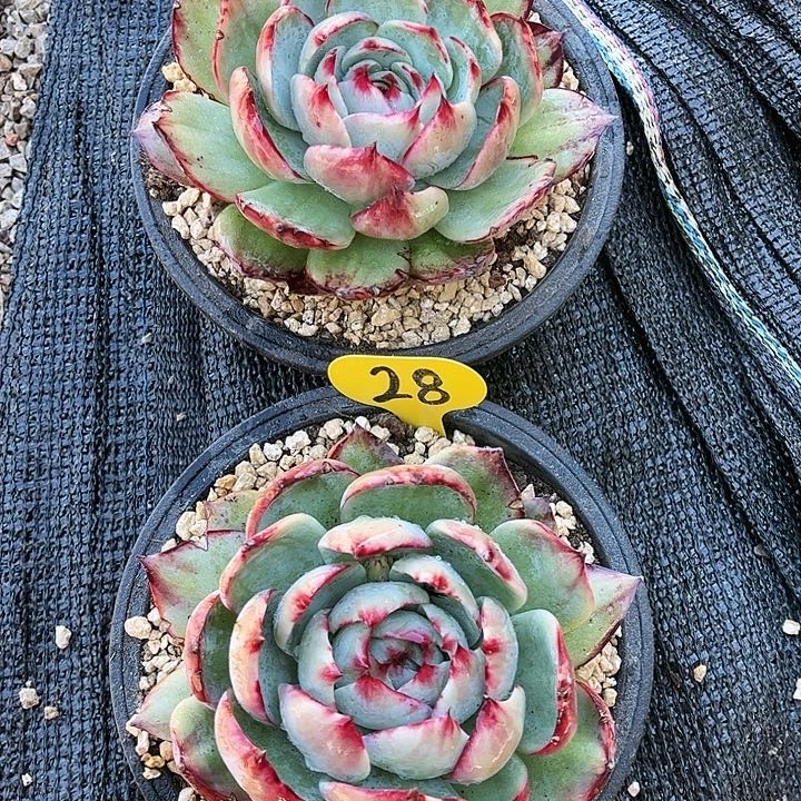 惊鸿仙子一物一拍，2颗，13厘米左右