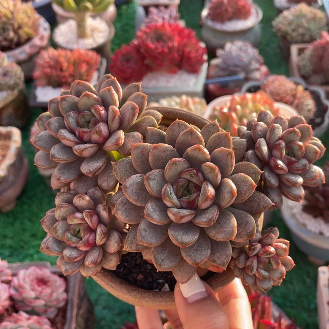 多肉植物盆栽多肉植物