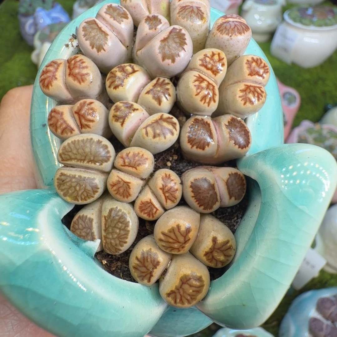 多肉植物的开播福利1147