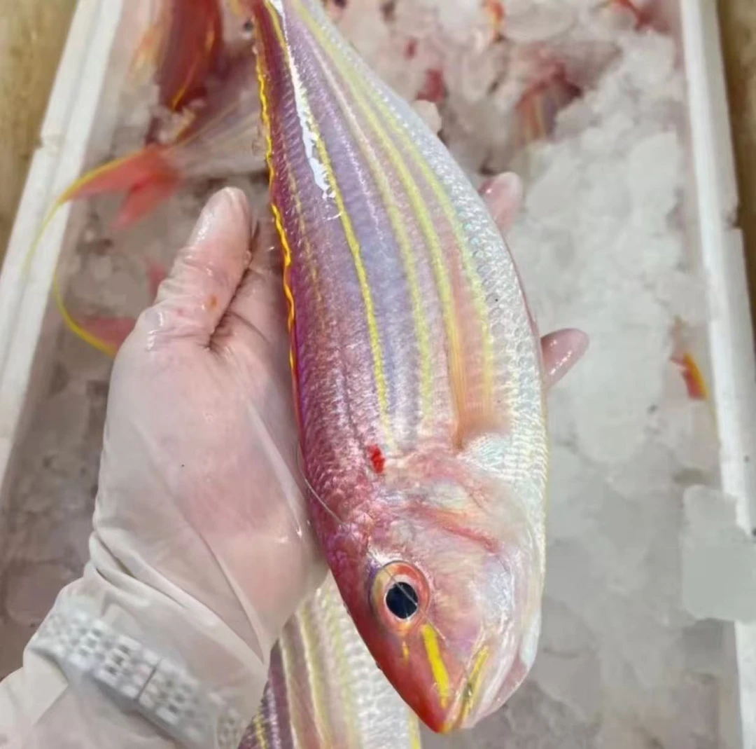 【金线鱼】野生 鲜活速冻 本港深海捕捞 锁鲜冷链发货