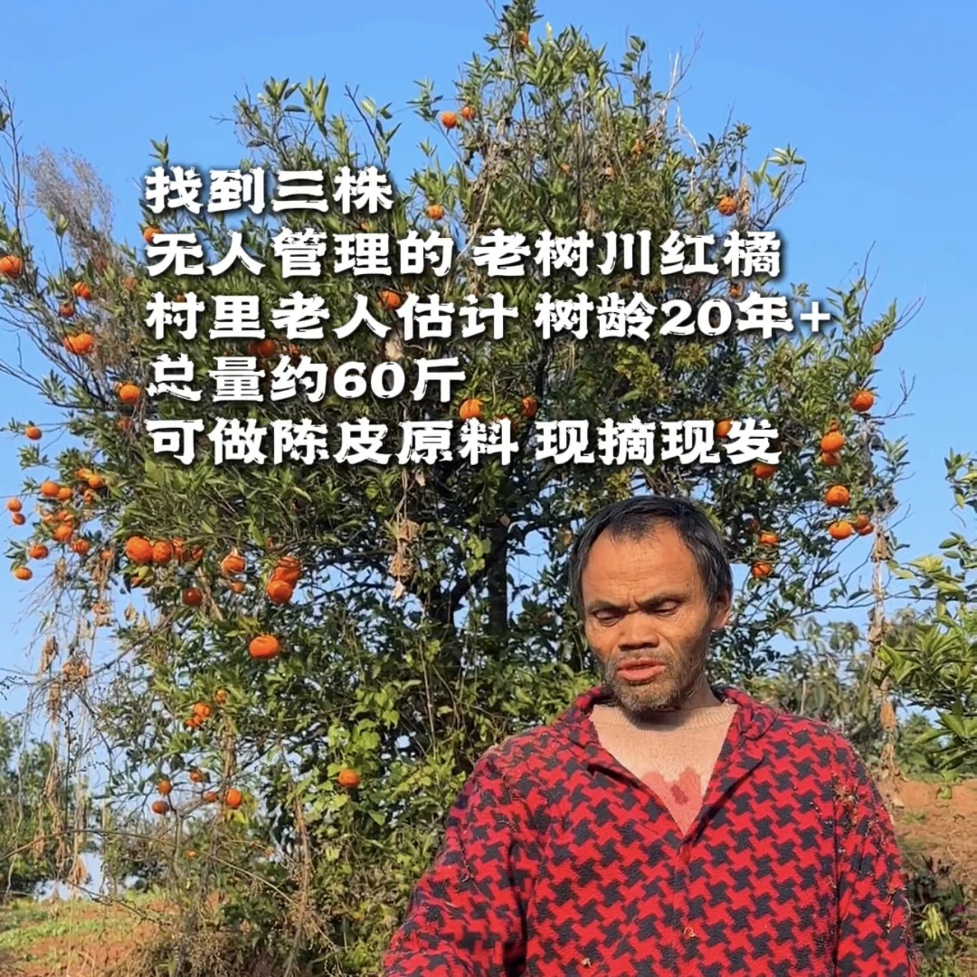 【代卖】无人管理生态老树川红橘老品种红橘
