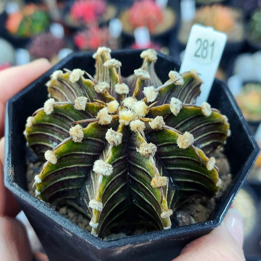 非偏远地区满25包邮仙人球