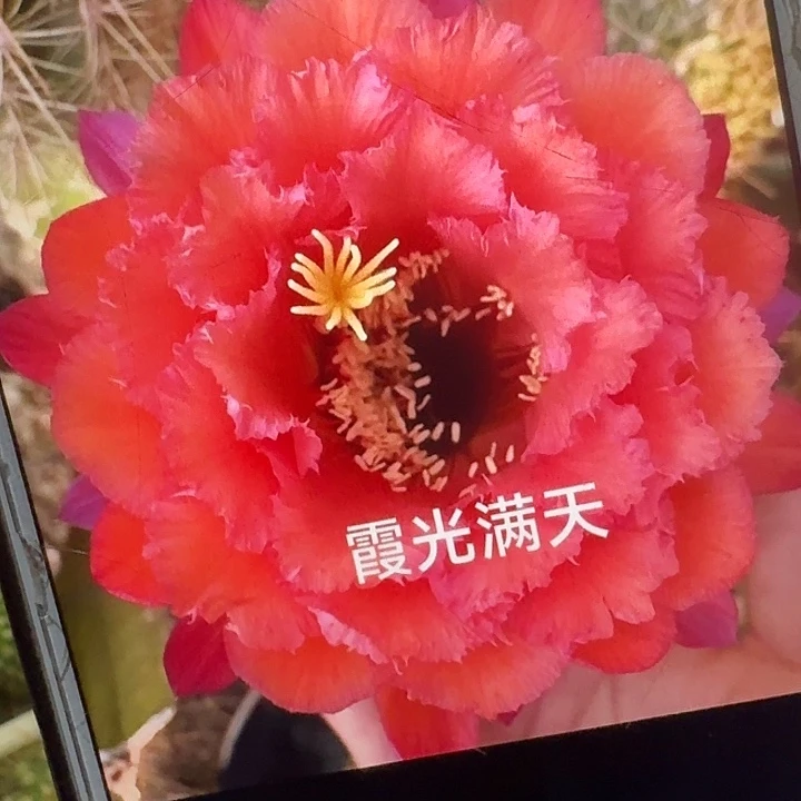 霞光满天侧芽5公分毛花柱