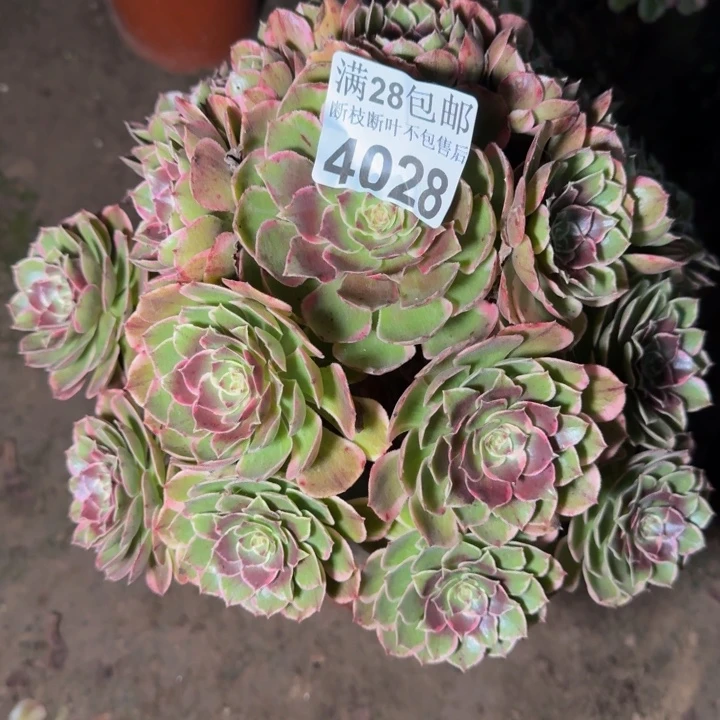 淡***然4028花妖不包断枝