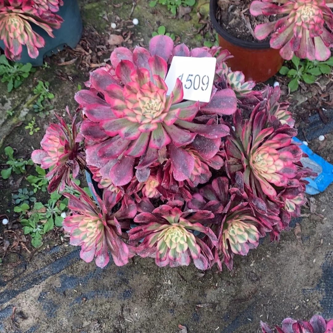 1509号多肉1颗多肉