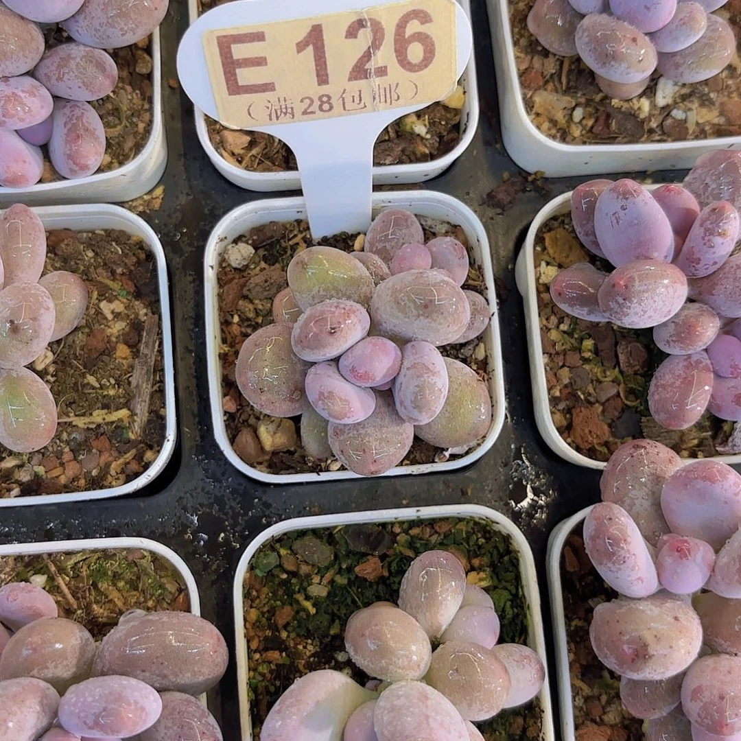 E126蛋黄奶一物一拍