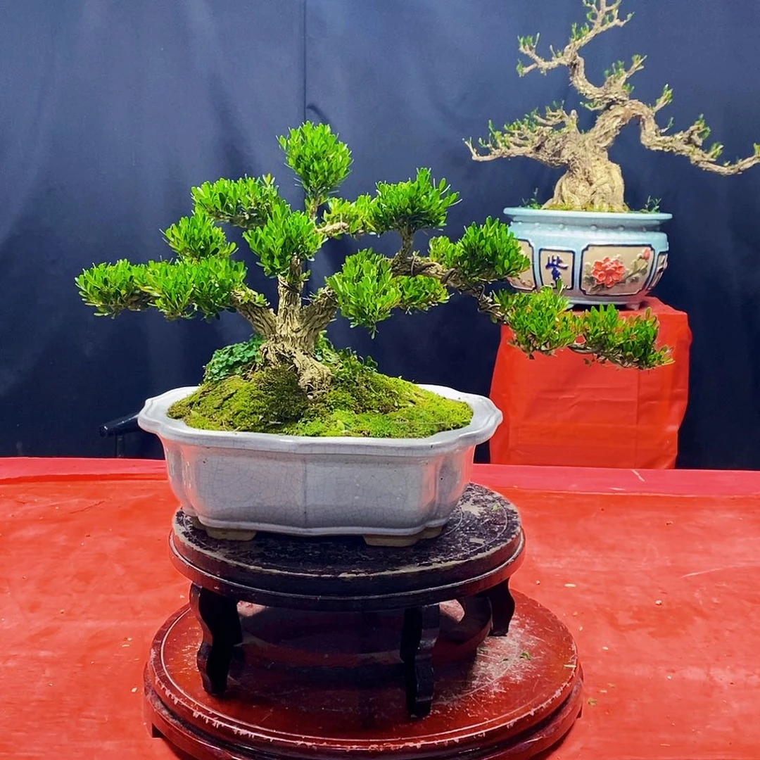 陈*广东雀舌黄杨盆景