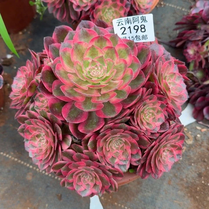 2198号云荷啊啊啊啊