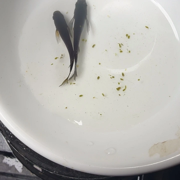 青鳉鱼116号拍品长鳍大蛇