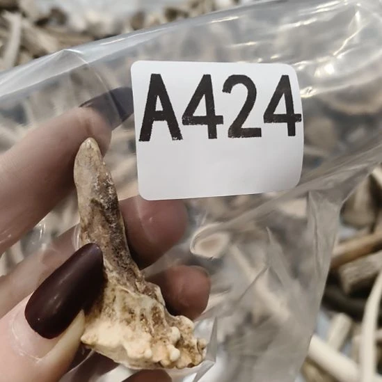 熊****鹿角鹿角鹿角鹿角鹿角