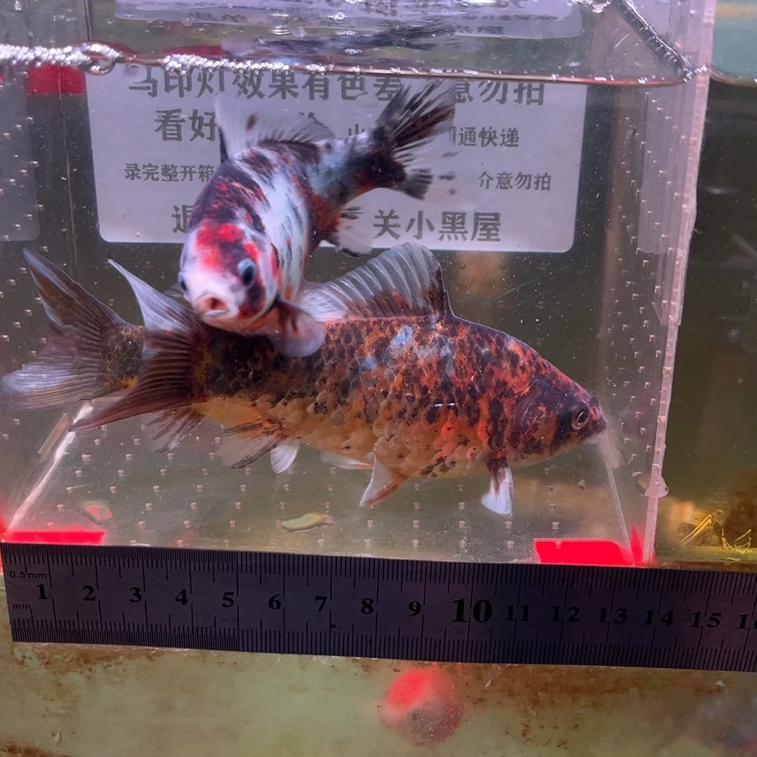 海水鱼176号3条一组