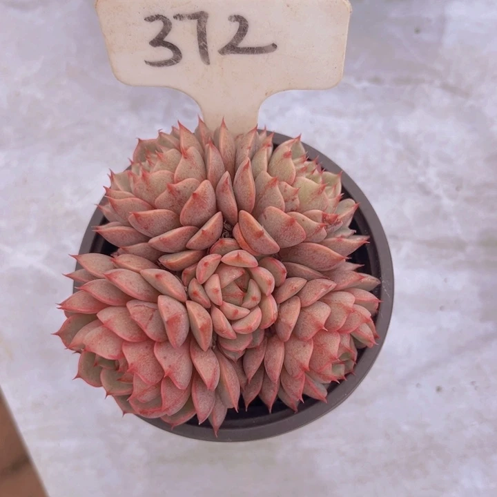 健健康康平平安安