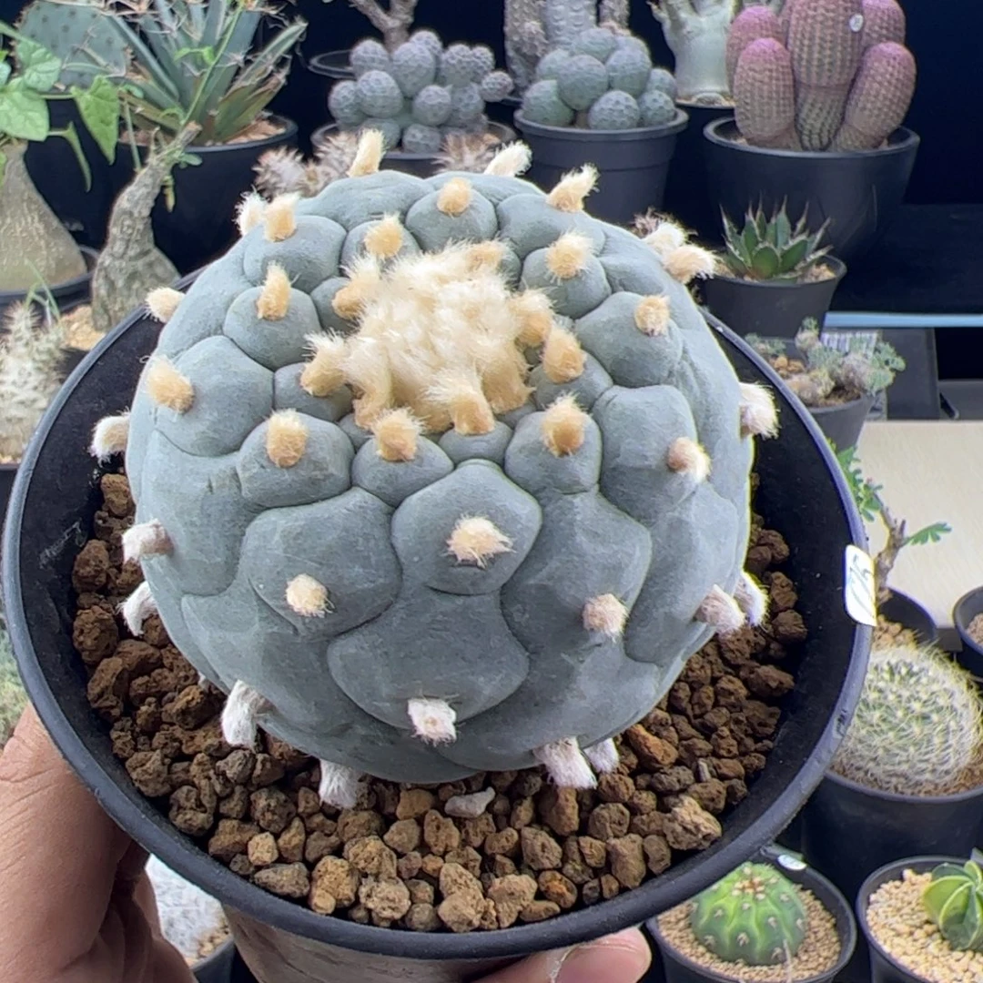 草球实生7一物一拍