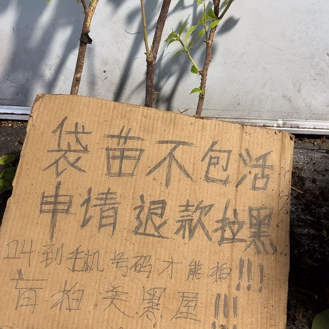 佑***妈当前无花栽培后可以开花袋苗盲盒三颗