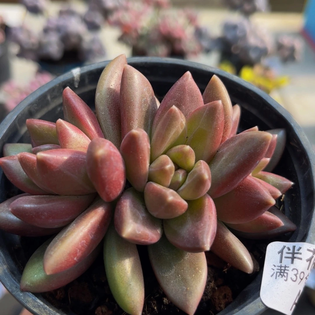 560/8cm迷雾泡泡多肉植物