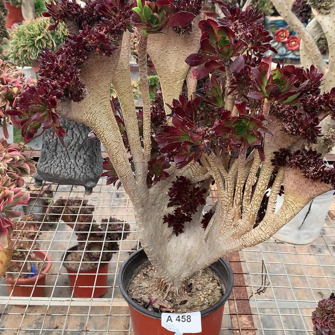 红陶458瑕疵黑法师