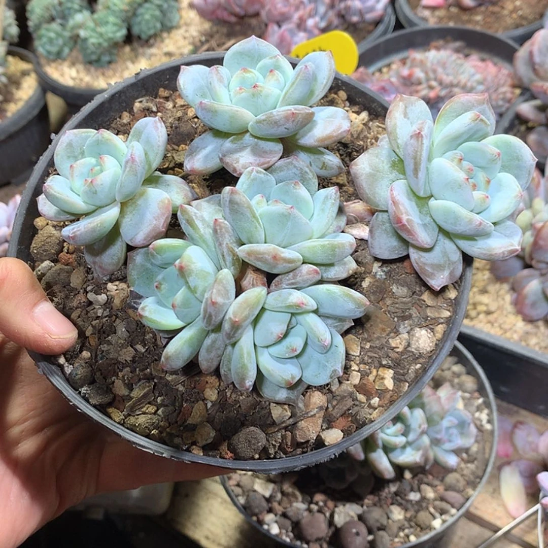 小火炖多肉植物单颗