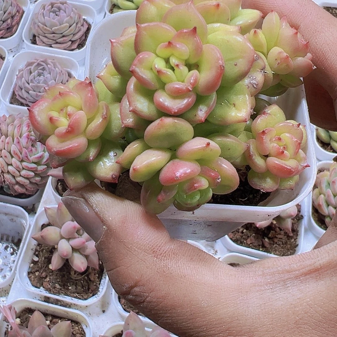 苹果花19包邮植物