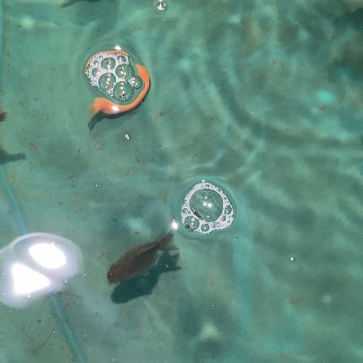 金鱼NK短尾将军五条包邮