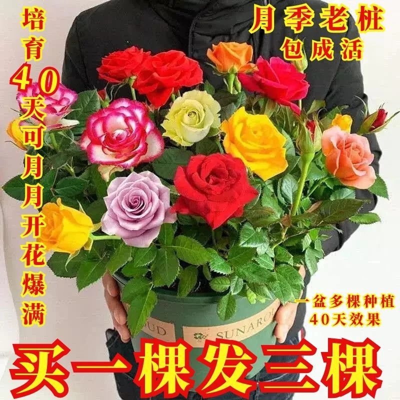 四季开花玫瑰苗老桩大花苗可阳台盆栽庭院地栽种植花卉绿植浓香