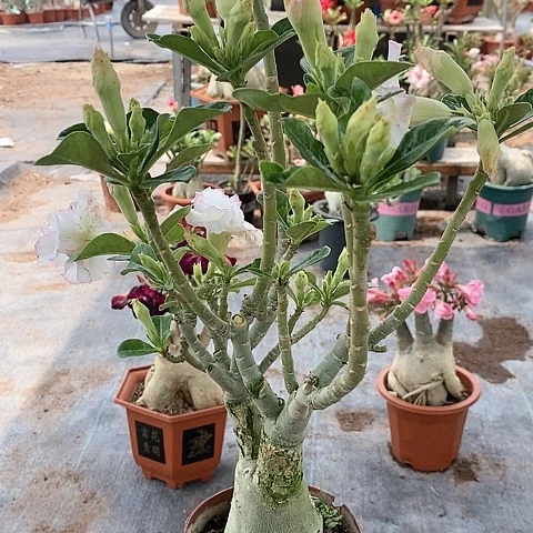 【闪购商品】蓝*绿植