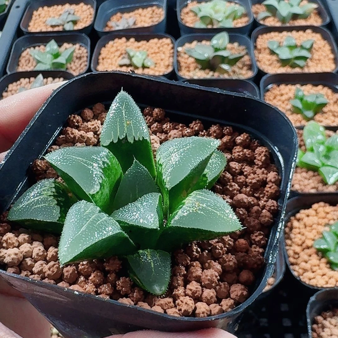 刘***牛十二卷实生特选福利