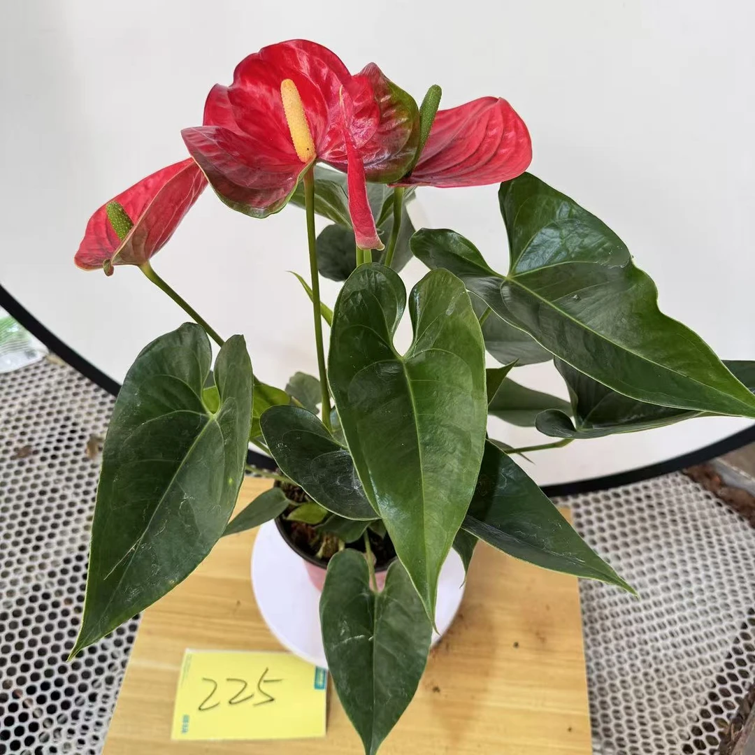 彩色红掌掌一物一拍编号225