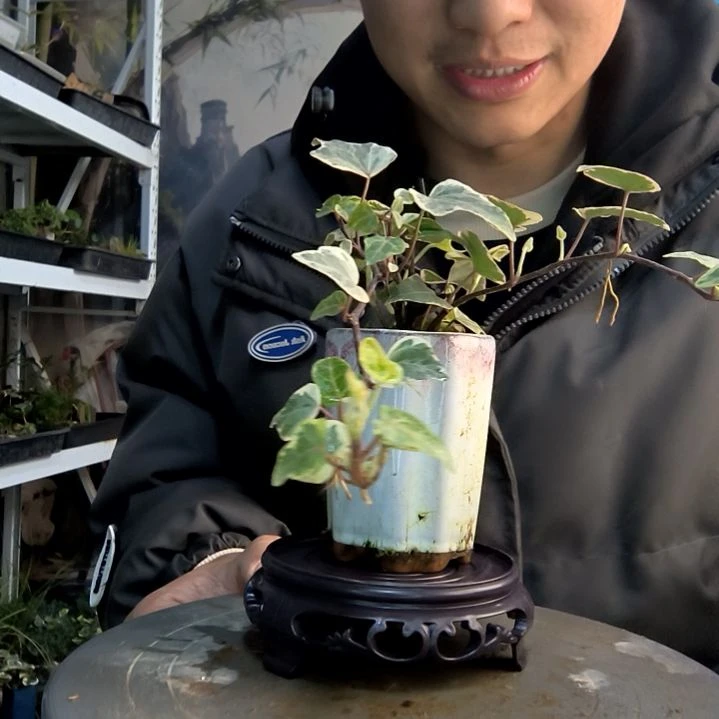 韭*饼小盆景小植物一物一拍152