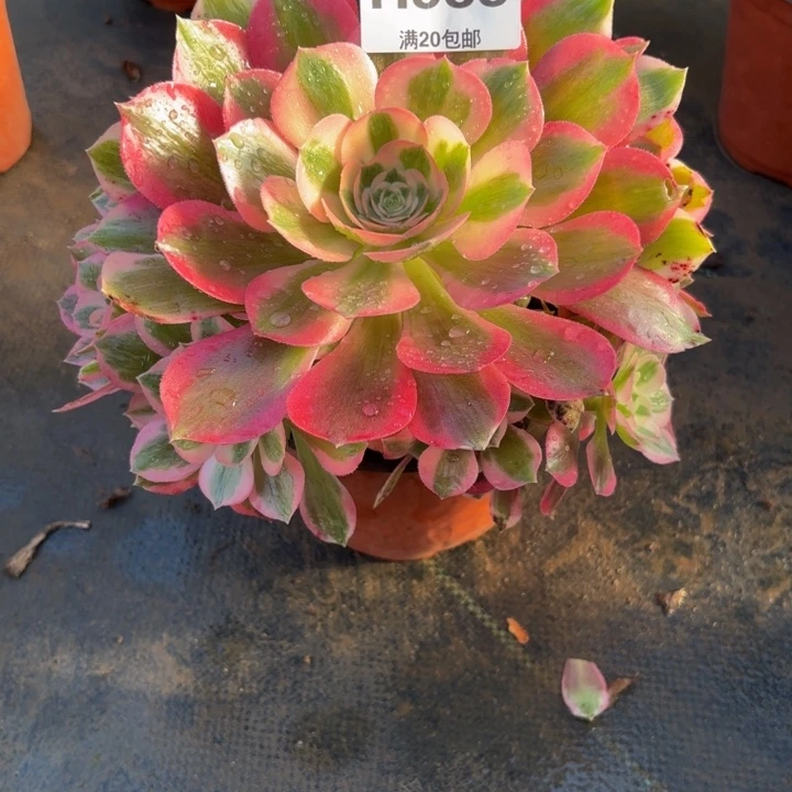 瑞妈，，，。。。588女巫，