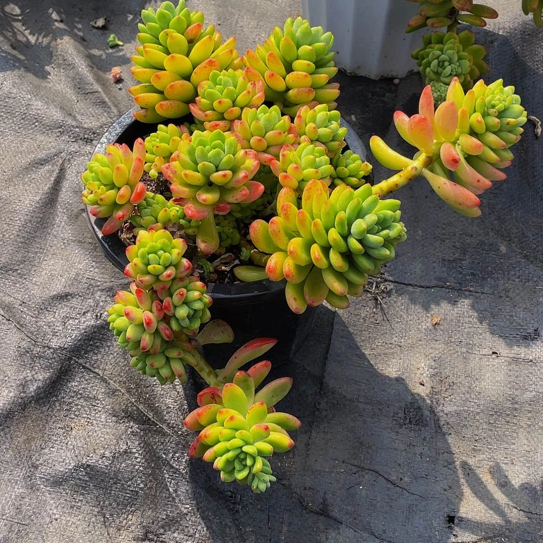 香格里拉多肉植物2246