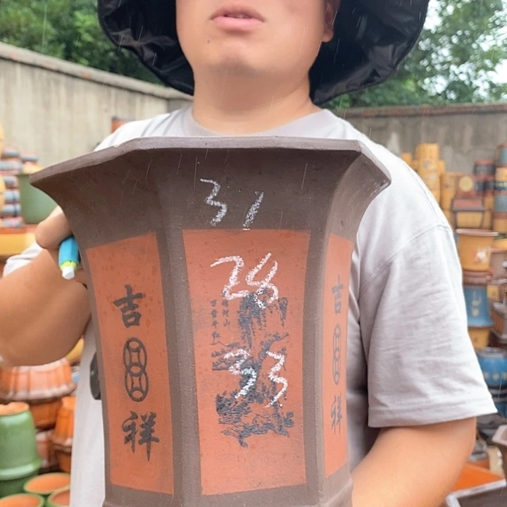 紫砂花盆盆栽植物