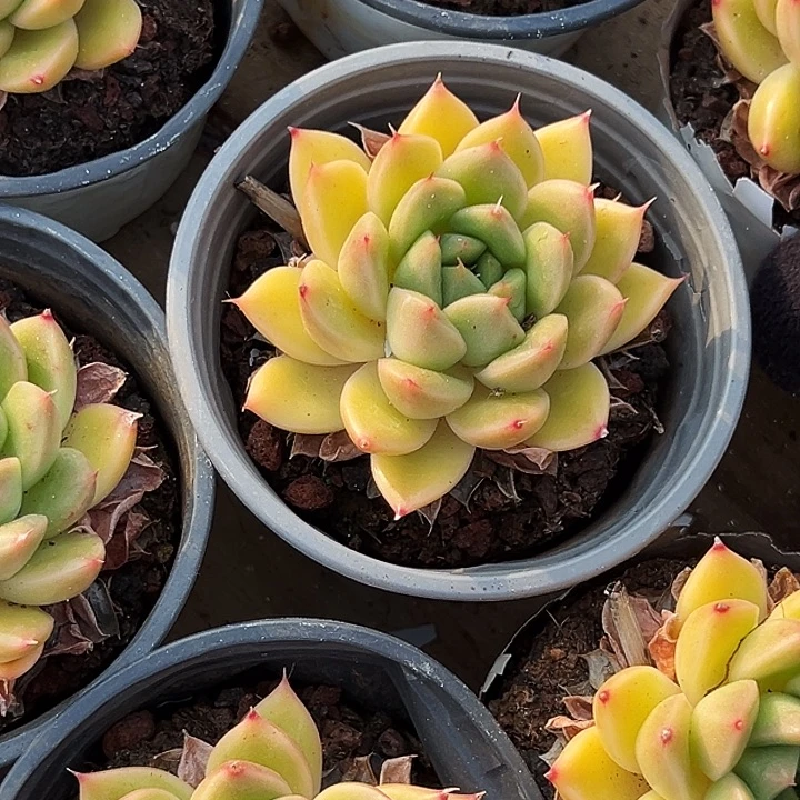 单头            春春珍妮