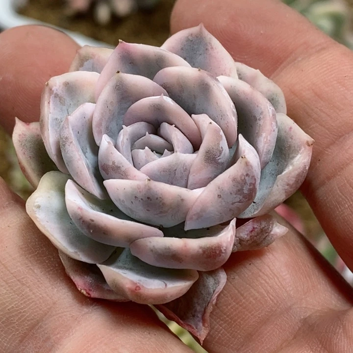 墨西哥雪球锦 小方花圃一物一拍