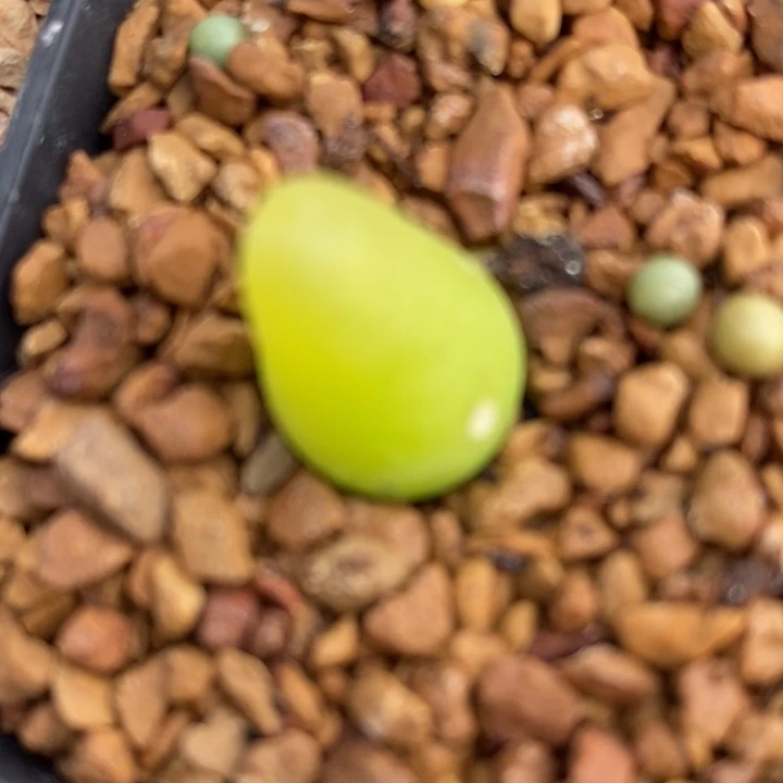 2136大葫芦有伤一组
