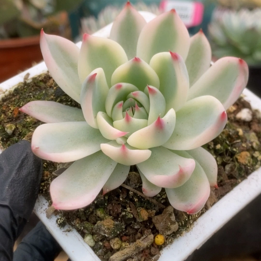 128锦锦锦锦锦锦锦