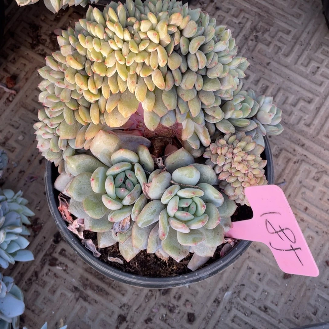 185号星影缀化多头