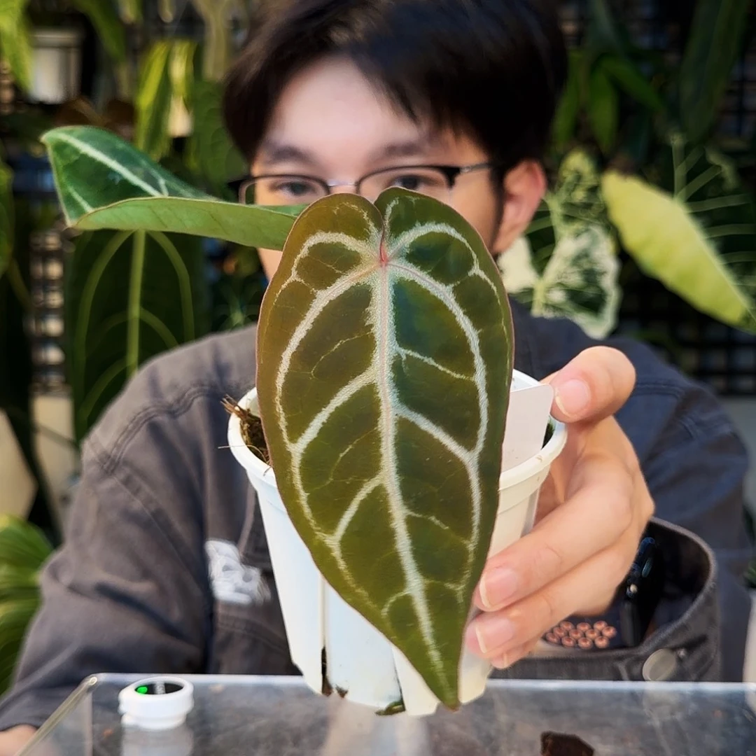 不开花植物H68  小钻石杂撕裂
