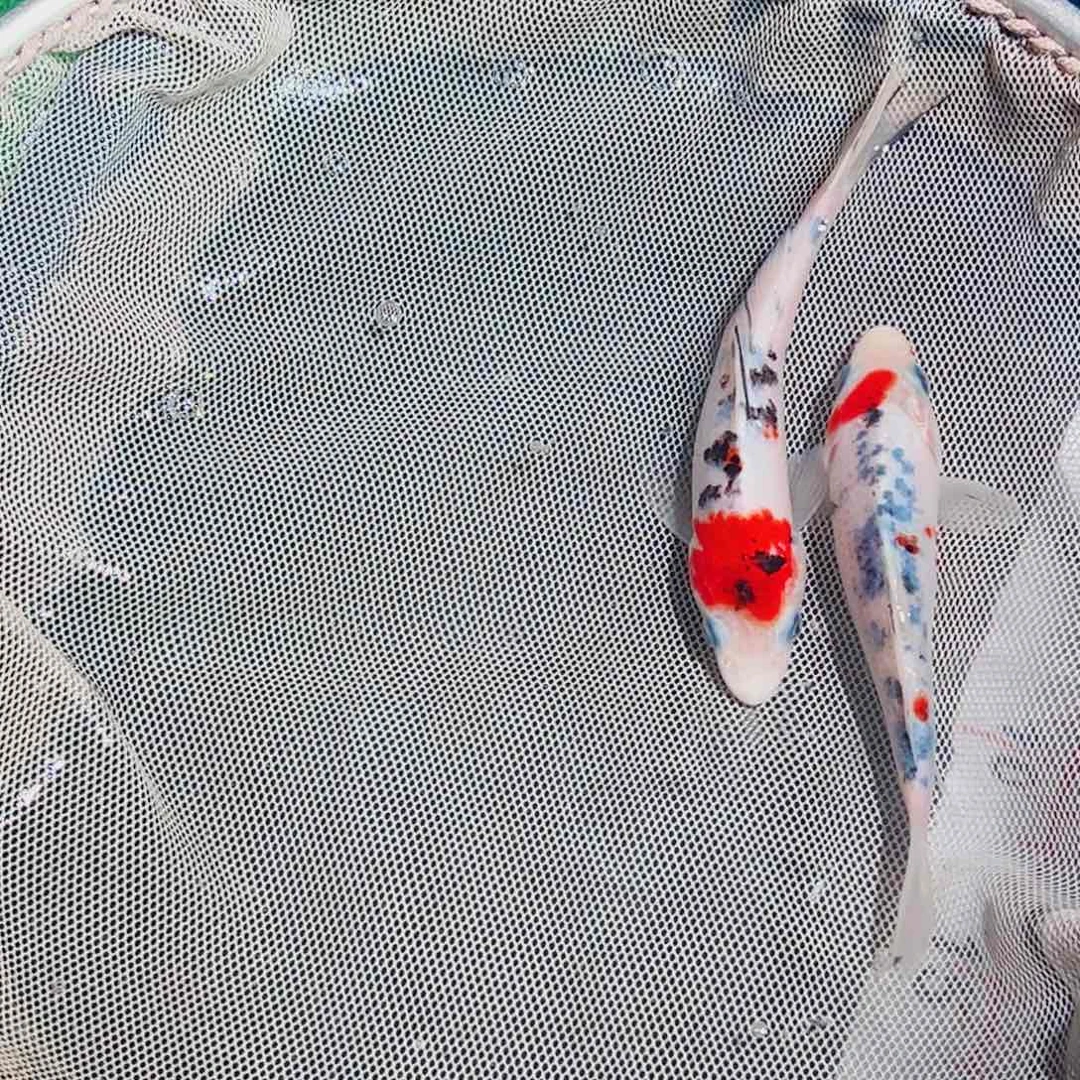 锦鲤锦鲤观赏鱼111