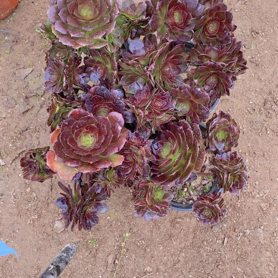 1780 号一物一拍多肉植物