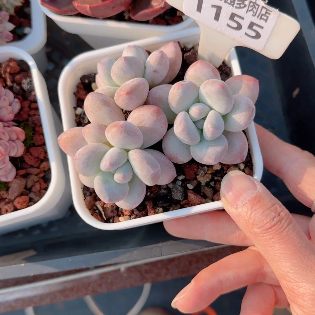 多肉植物1155…………..