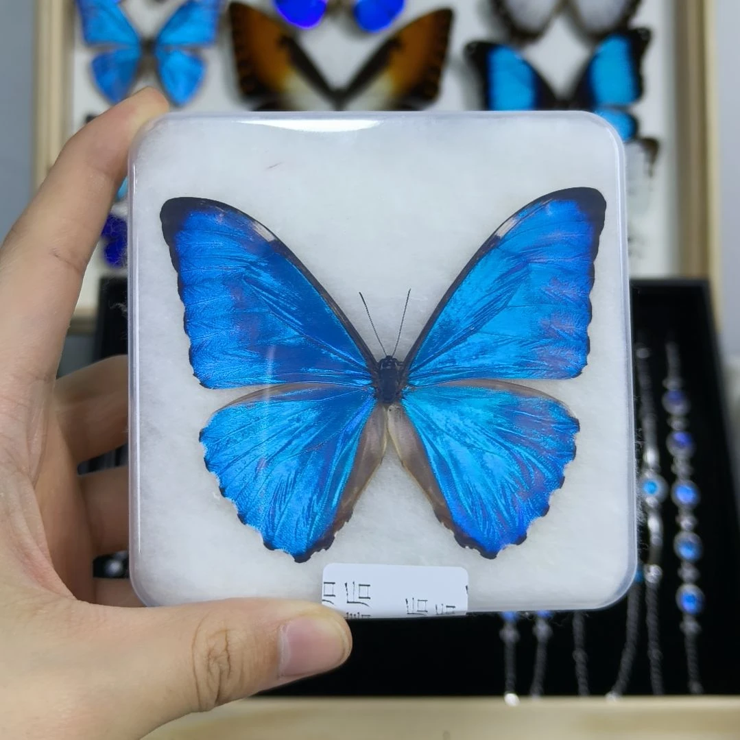 真蝴蝶标本一物一拍