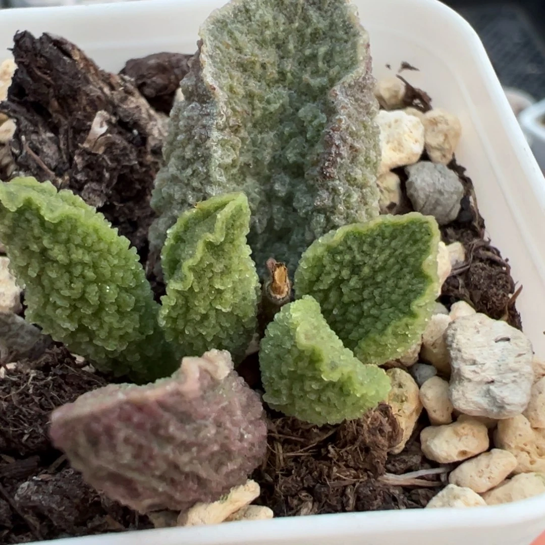实生新品多肉植物大苗