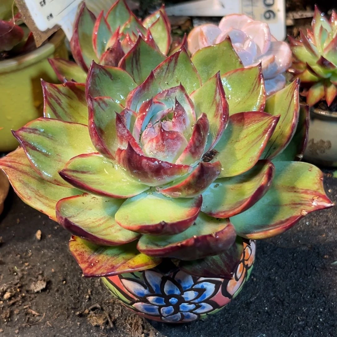 黑红拉丝惊鸿一瞥多肉植物606